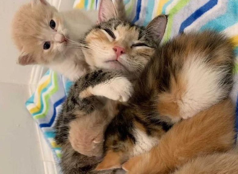 Illustration de l'article : Des bénévoles à la rescousse d’une jeune chatte affaiblie et de ses 2 portées de chatons affamés